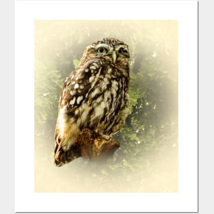 Little owl Posters and Art